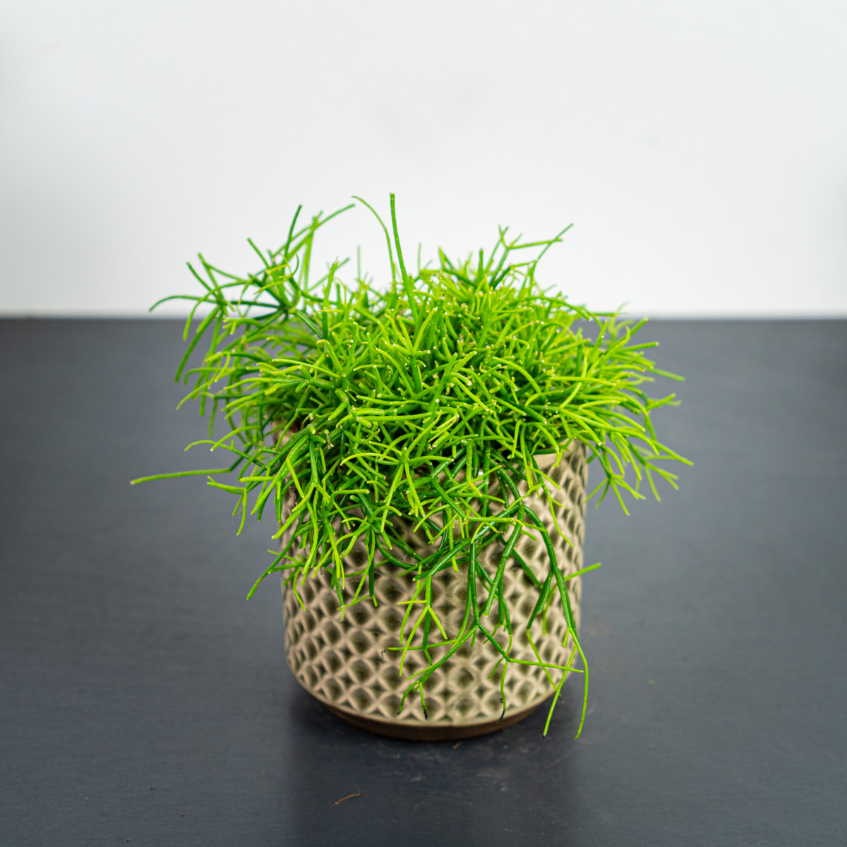 Patyczak (rhipsalis cassutha)