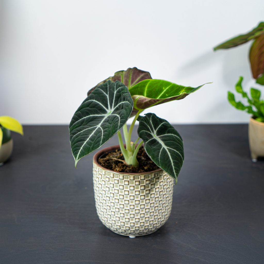 alokazja-black-velvet-alocasia