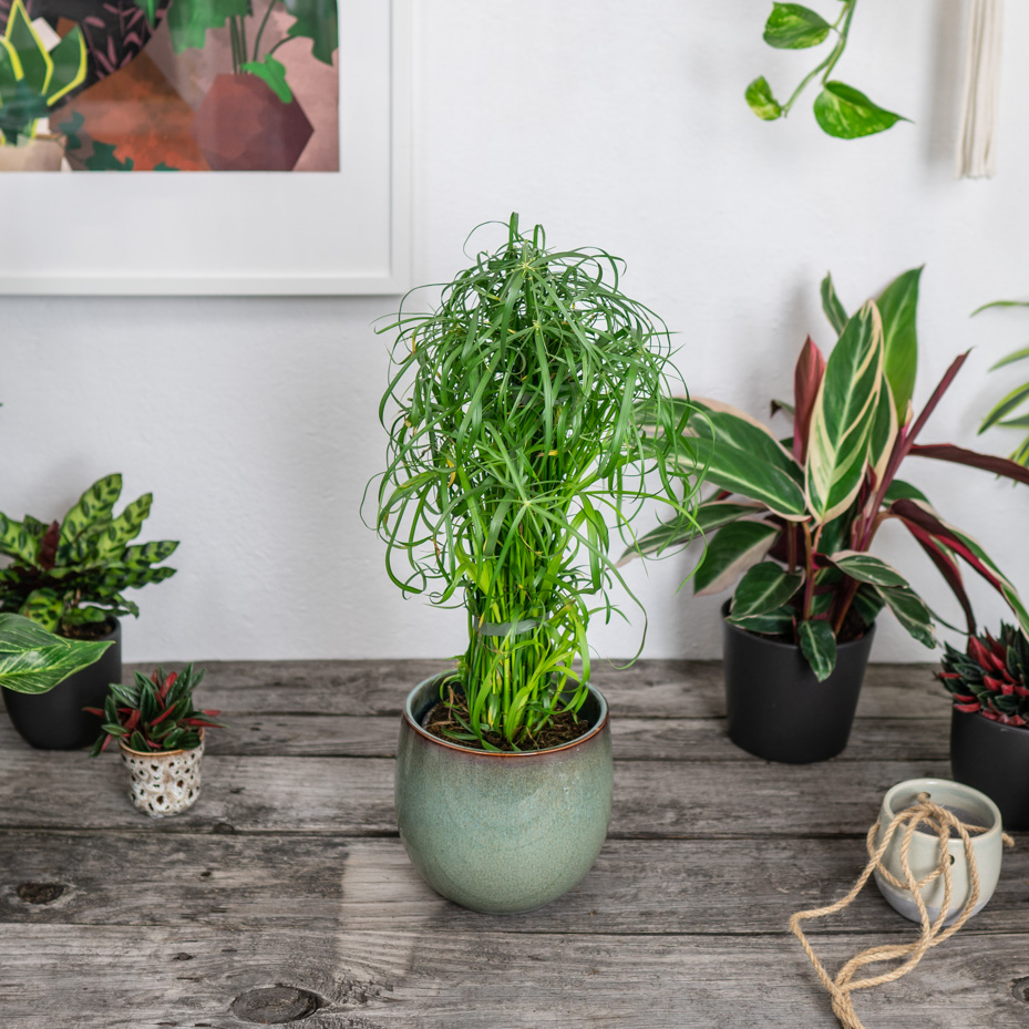 cyperus-alternifolius-papirus-palmiasty