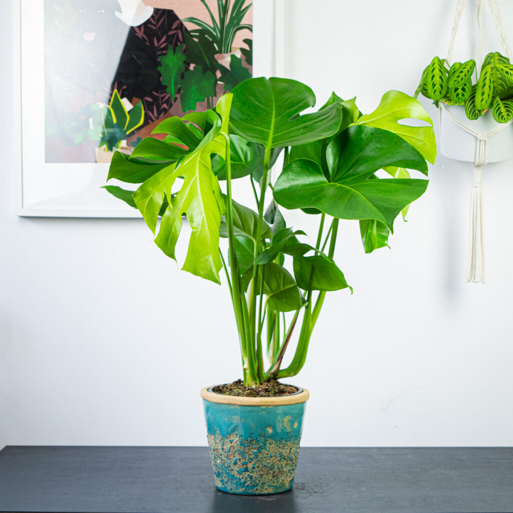 monstera-deliciosa