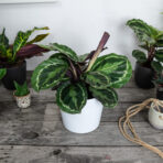 oslonka-biala-klasyczna