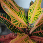 codiaeum-nervia-kroton