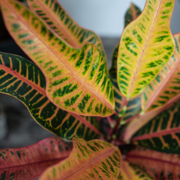 codiaeum-nervia-kroton codiaeum-nervia-kroton