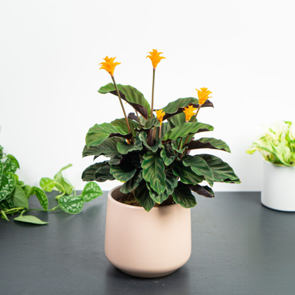 calathea-crocata