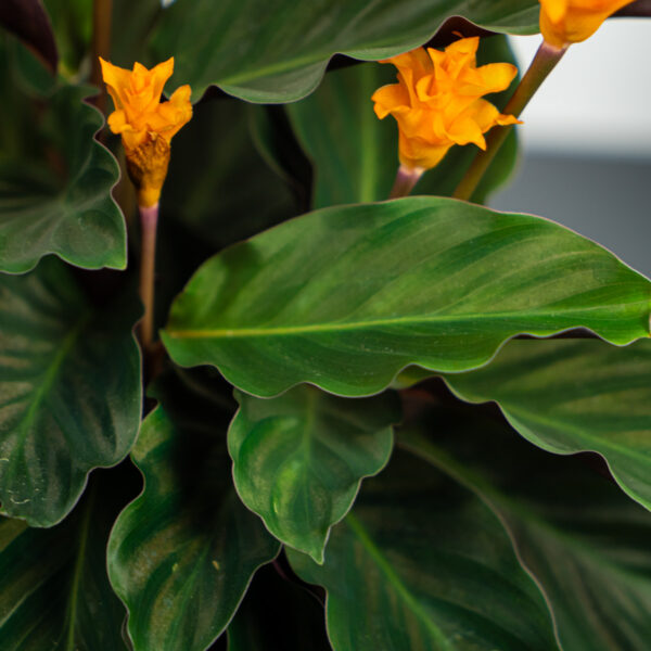 calathea-crocata calathea-crocata