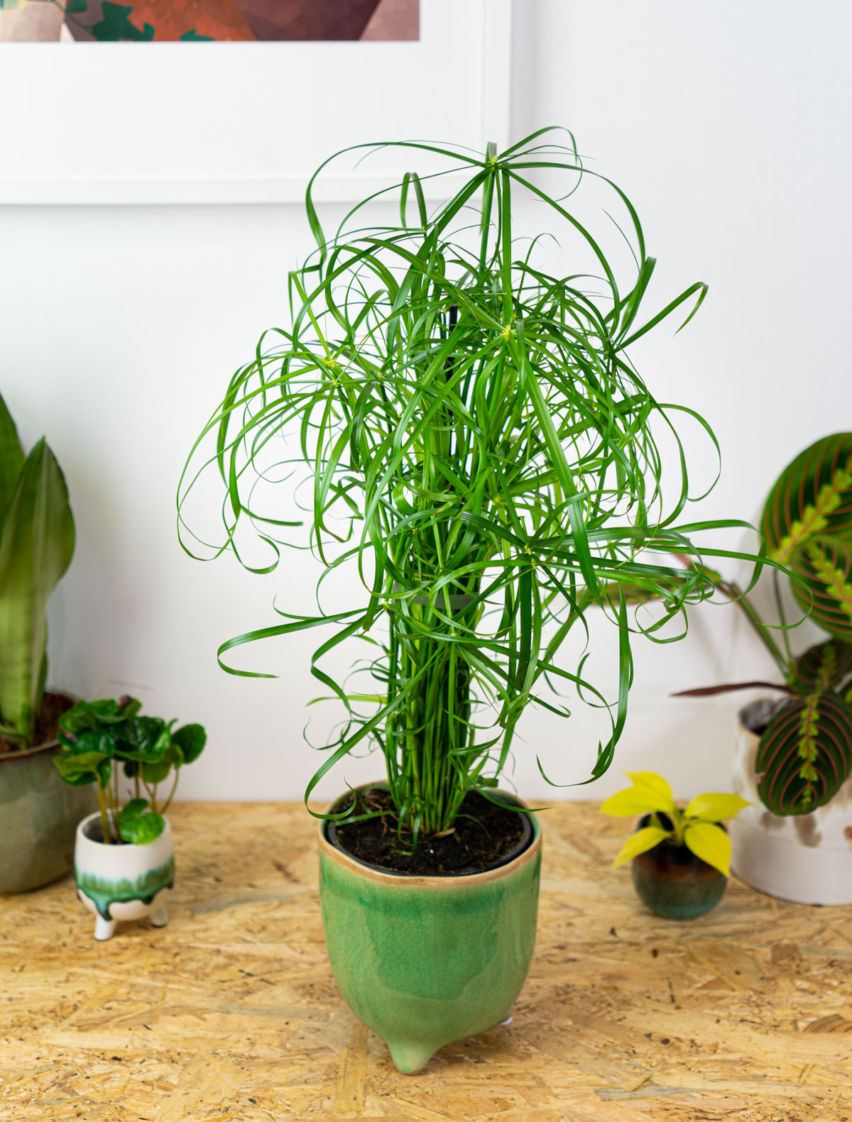 Papirus alternifolius „palmiasty”