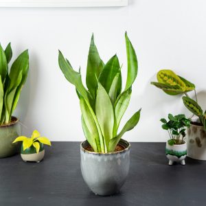 sansevieria-moonshine
