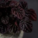 peperomia-schumi-red