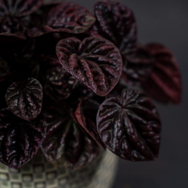 peperomia-schumi-red peperomia-schumi-red