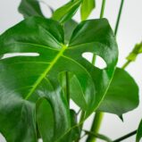 monstera-deliciosa