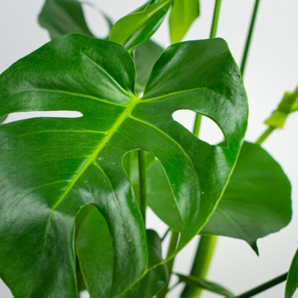 monstera-deliciosa monstera-deliciosa