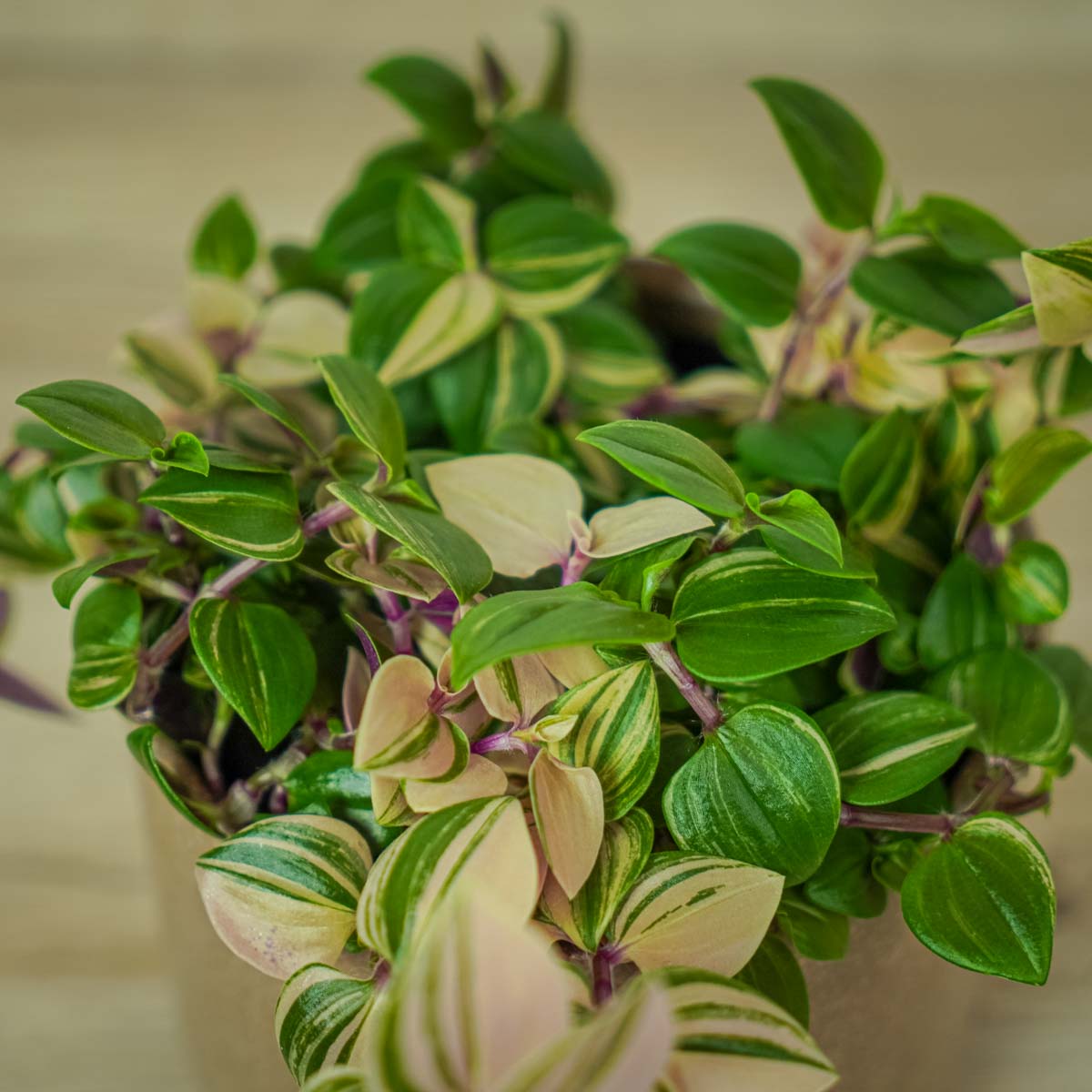 Różowe rośliny doniczkowe Trzykrotka tradescantia fluminensis tricolor i jej liście