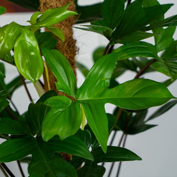 philodendron-pedatum philodendron-pedatum