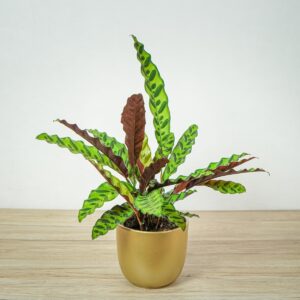calathea-lancifolia