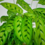 calathea-leopardina