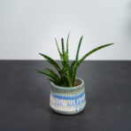 sansevieria-fernwood-punk-baby