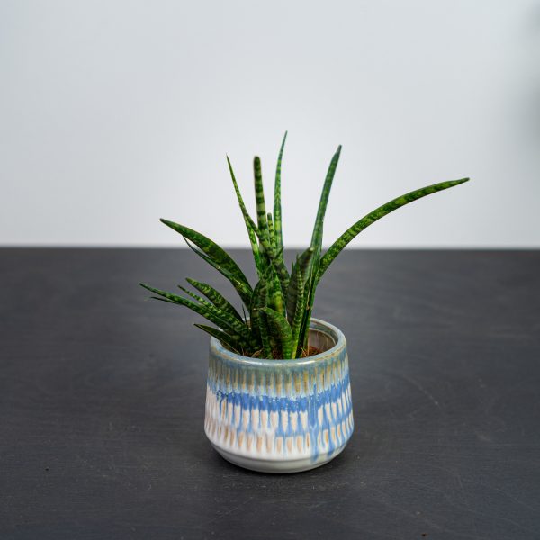 sansevieria-fernwood-punk-baby sansevieria-fernwood-punk-baby