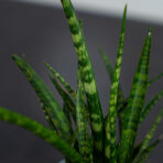 sansevieria-fernwood-punk-baby