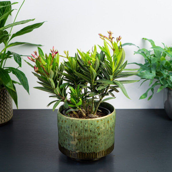 oleander-nerium oleander-nerium