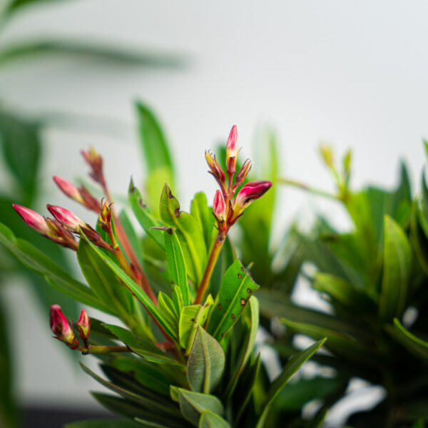 oleander-nerium oleander-nerium
