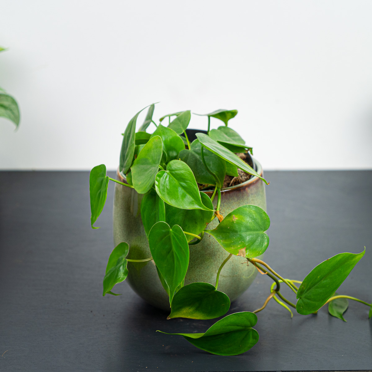 Philodendron scandens