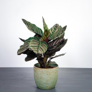 calathea-sanderiana