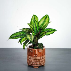 calathea-beauty-star
