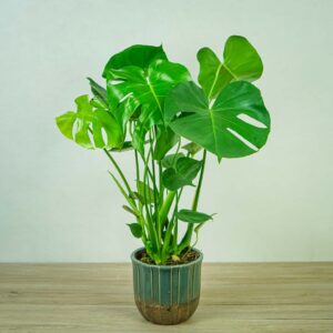 monstera-deliciosa