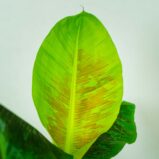 bananowiec-musa-dwarf-cavendish