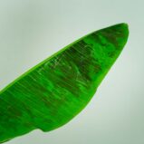 bananowiec-musa-dwarf-cavendish