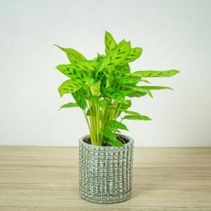 calathea-leopardina