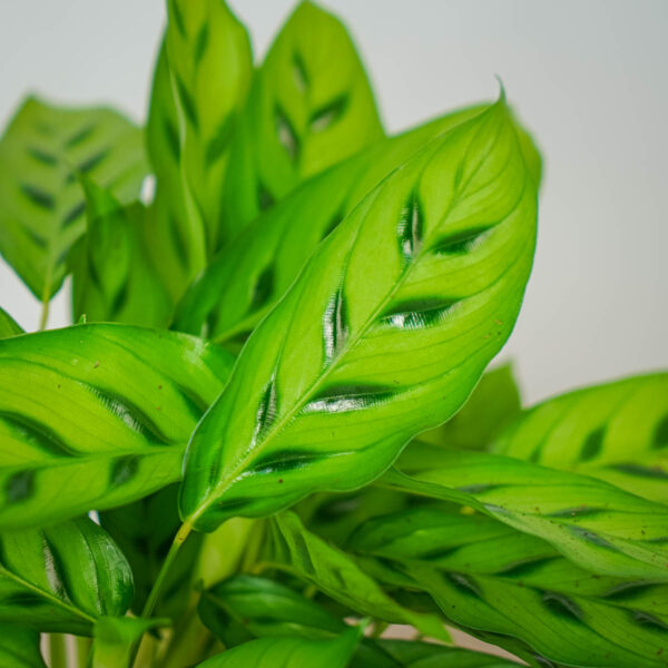 calathea-leopardina (3) calathea-leopardina