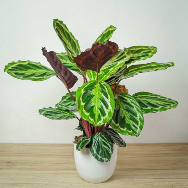 calathea-medallion calathea-medallion