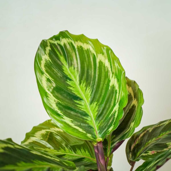 calathea-medallion (2) calathea-medallion