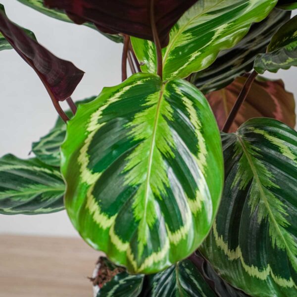 calathea-medallion (2) calathea-medallion