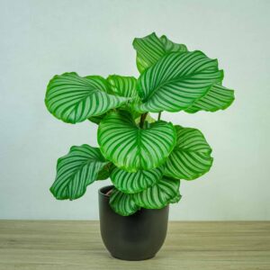 calathea-orbifolia