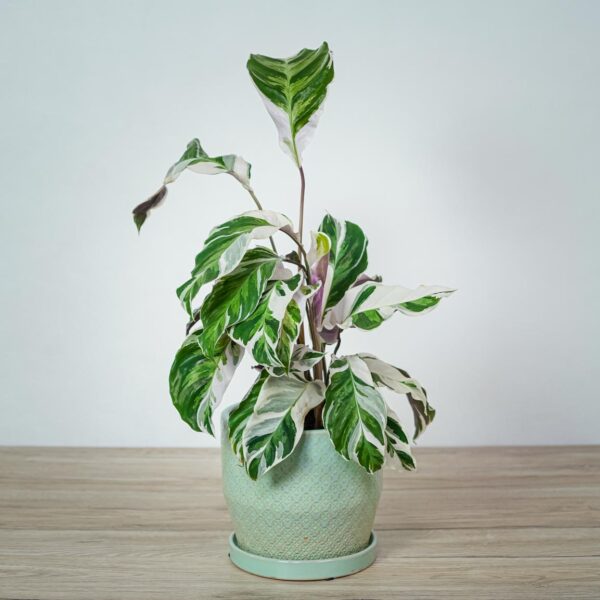 calathea-white-fusion oslonka-niebianska-przystan