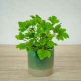 geranium-orange-fizz-anginka-pelargonium-graveolens
