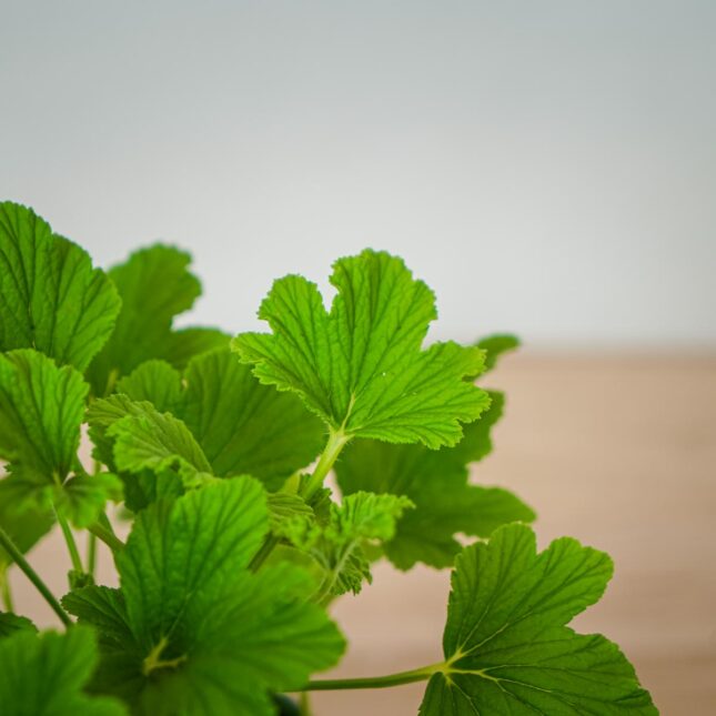 geranium-orange-fizz-anginka-pelargonium-graveolens (3) geranium-orange-fizz-anginka-pelargonium-graveolens