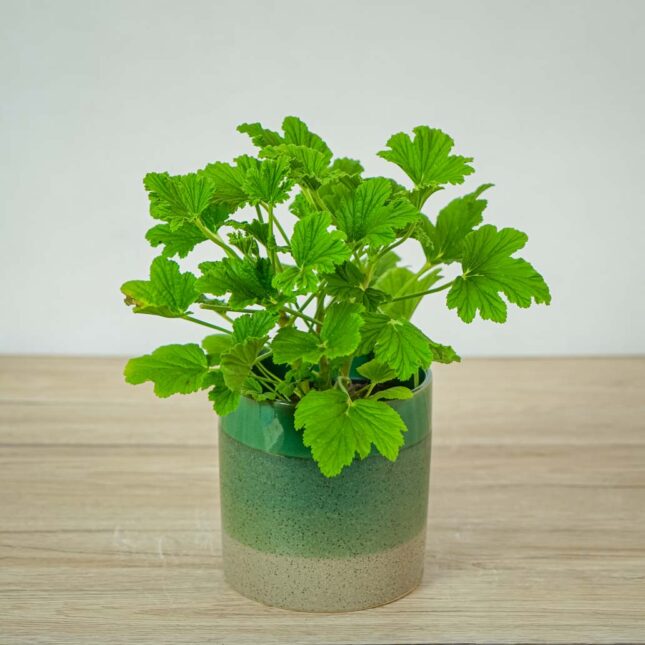 geranium-orange-fizz-anginka-pelargonium-graveolens geranium-orange-fizz-anginka-pelargonium-graveolens