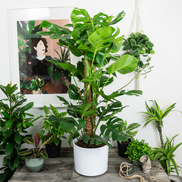 monstera-deliciosa-na-paliku monstera-deliciosa-na-paliku