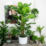 monstera-deliciosa-na-paliku