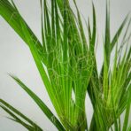 palma-waszyngtonia-nitkowata-washingtonia-filifera
