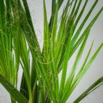 palma-waszyngtonia-nitkowata-washingtonia-filifera