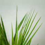 palma-waszyngtonia-nitkowata-washingtonia-filifera