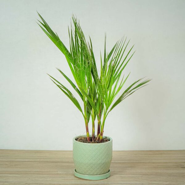 palma-waszyngtonia-nitkowata-washingtonia-filifera palma-waszyngtonia-nitkowata-washingtonia-filifera