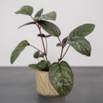czerwony-bluszcz-hemigraphis-alternata