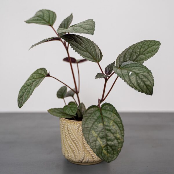 czerwony-bluszcz-hemigraphis-alternata czerwony-bluszcz-hemigraphis-alternata