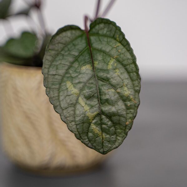 czerwony-bluszcz-hemigraphis-alternata czerwony-bluszcz-hemigraphis-alternata