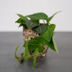 piper-ribesioides-pieprz
